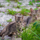 Illustration for article titled A Kitten And Some Tilt Shifting